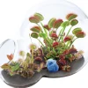 The Distribution Solutions Carnivorous Growarium Deluxe Terrarium Kit for Carnivorous Plants* Science & Discovery