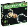 AreYouGame 4D Master Full Skeleton Frog Model Anatomy Kit* Science & Discovery