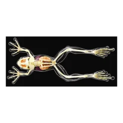 AreYouGame 4D Master Full Skeleton Frog Model Anatomy Kit* Science & Discovery