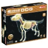 AreYouGame 4D Master Vision - Full Skeleton Dog Model - Educational Anatomy Kit* Science & Discovery