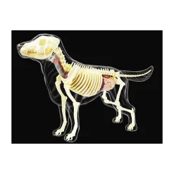 AreYouGame 4D Master Vision - Full Skeleton Dog Model - Educational Anatomy Kit* Science & Discovery