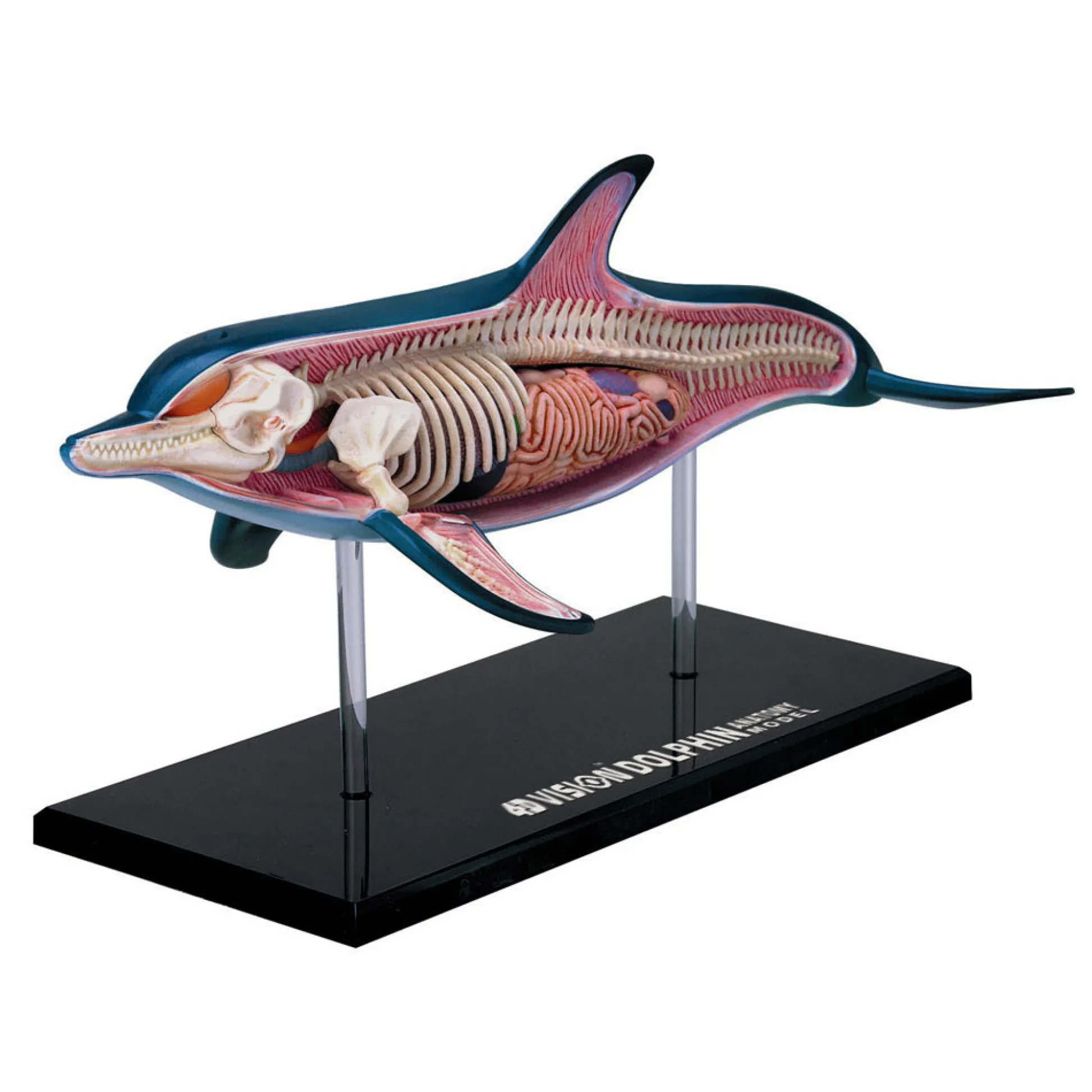 AreYouGame 4D Master Vision Dolphin Anatomy Model - Educational Puzzle Toy* Science & Discovery|Puzzles