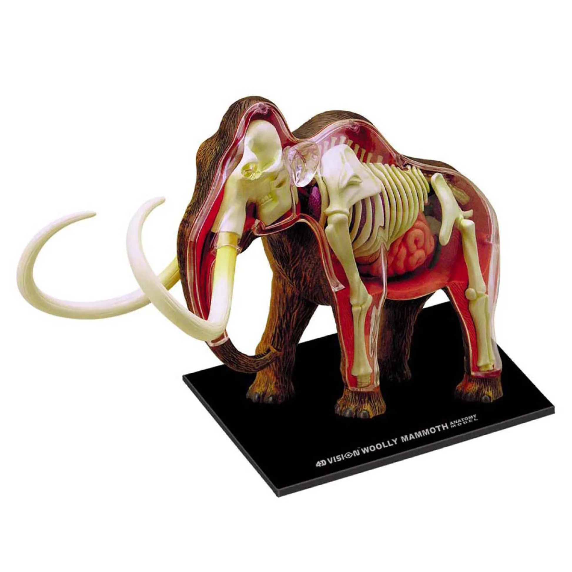 AreYouGame 4D Master Wooly Mammoth Anatomy Model - Educational Science Toy* Science & Discovery