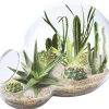 The Distribution Solutions Desert Escape Growarium: Exquisite Miniature Desert Ecosystem* Science & Discovery