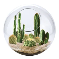 The Distribution Solutions EcoSphere - Mini Desertscape - Vibrant Glass Terrarium Kit* Crafts & Activities