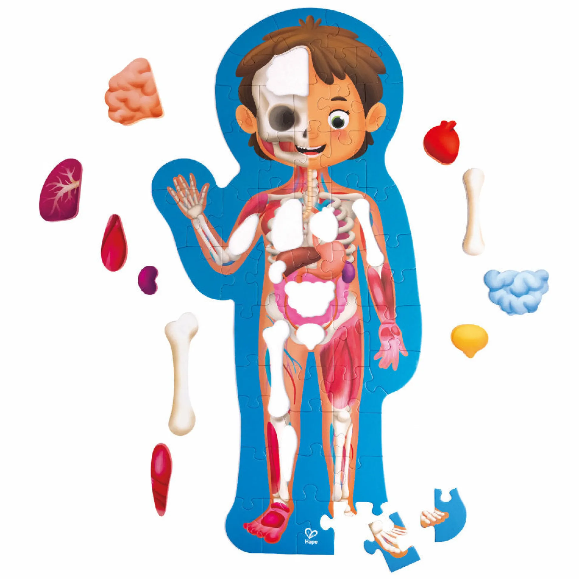 Flat River Group Hape Human Body Puzzle - Educational Anatomy Jigsaw with 60 Oversized Pieces* Puzzles