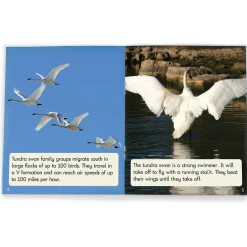 Flat River Group Junior Learning 12-Piece Non-Fiction Readers Set - Suffixes & Prefixes, Phase 6* Reading, Writing & Speech
