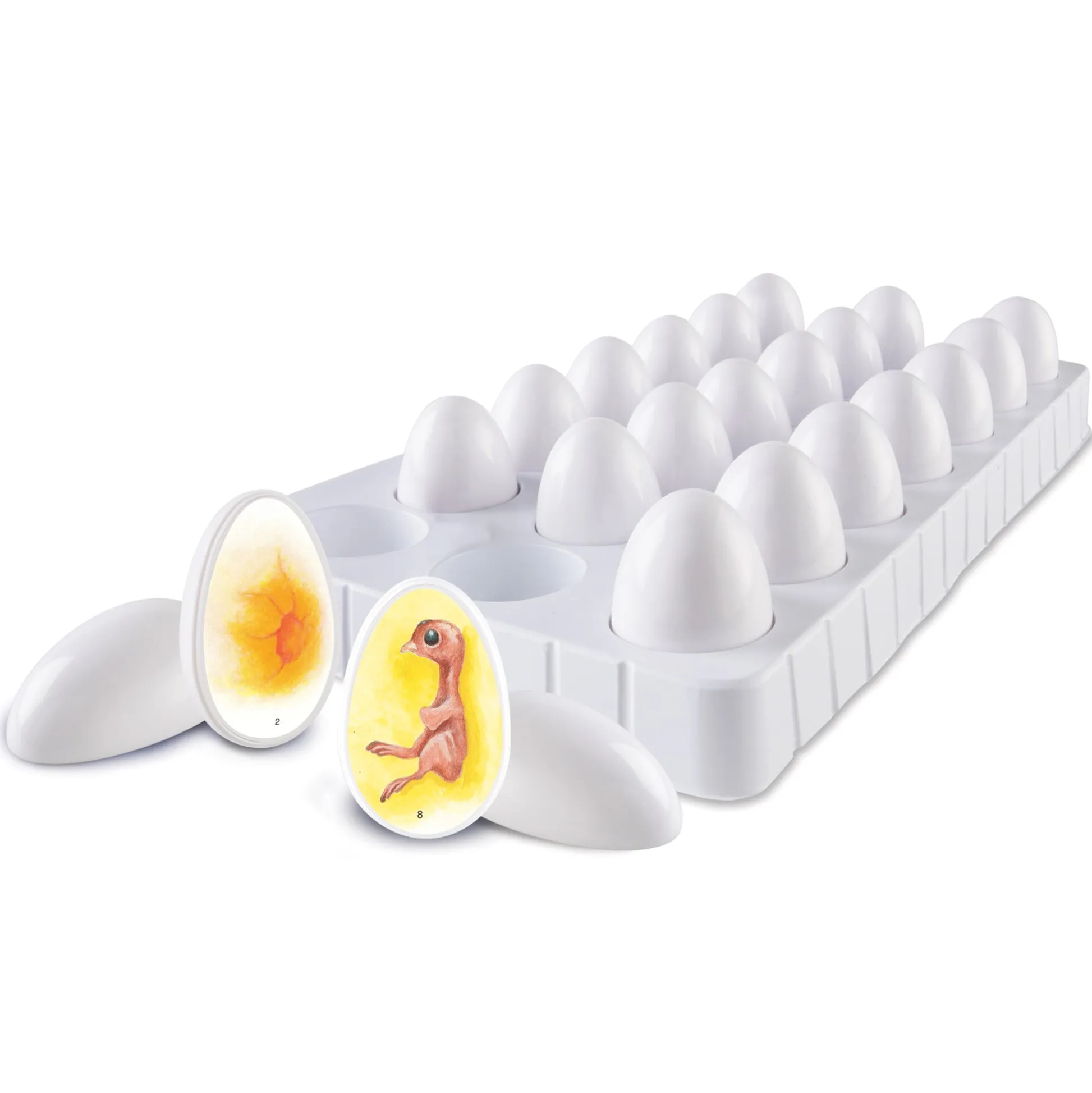 Educators Resource Learning Resources Chick Life Cycle Exploration Set - Educational Science Toy* Science & Discovery