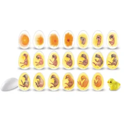 Educators Resource Learning Resources Chick Life Cycle Exploration Set - Educational Science Toy* Science & Discovery