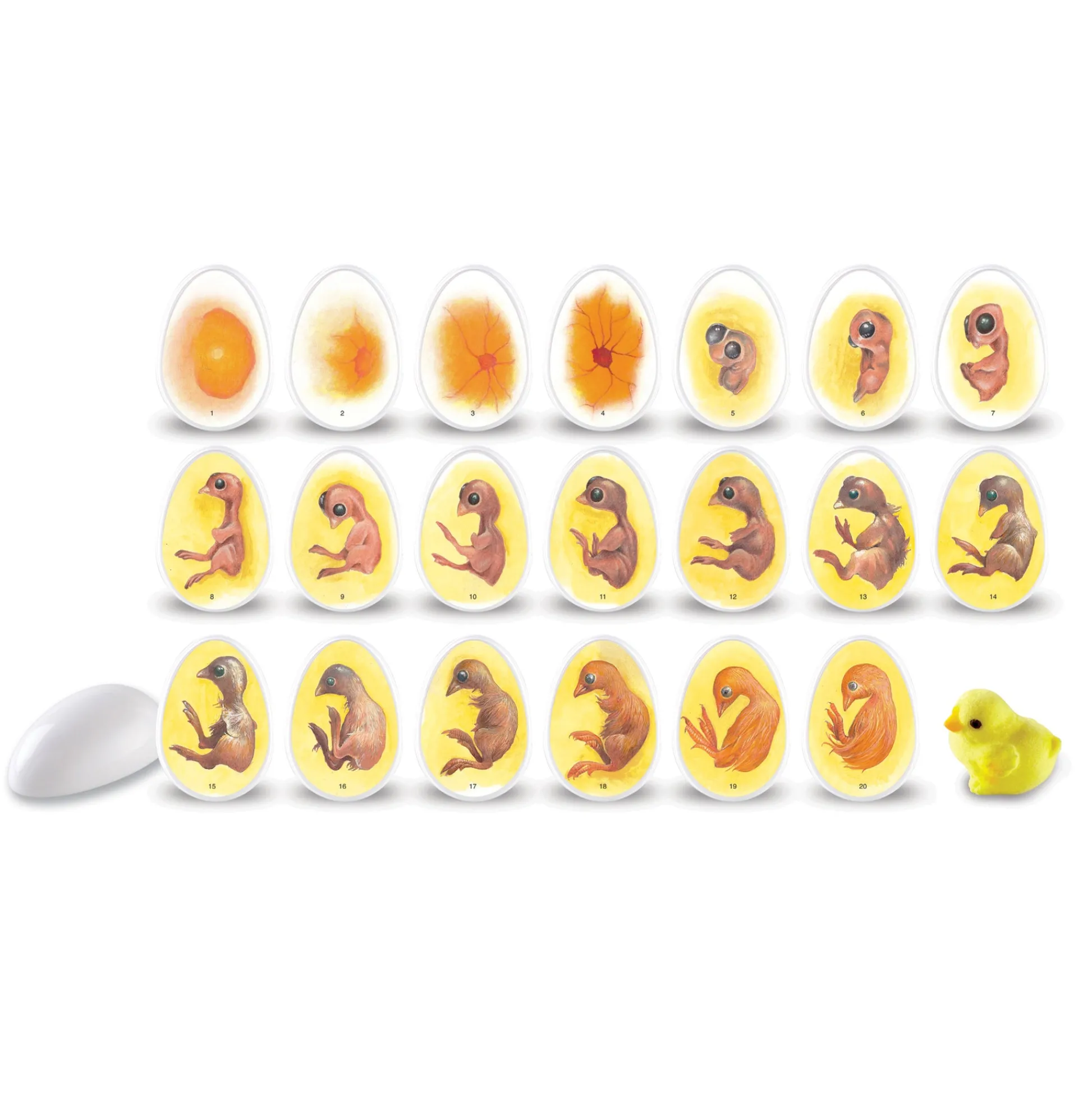Educators Resource Learning Resources Chick Life Cycle Exploration Set - Educational Science Toy* Science & Discovery