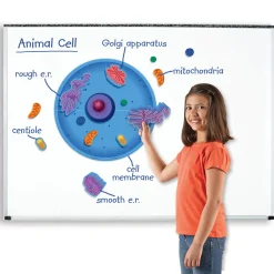 Educators Resource Learning Resources Giant Magnetic Animal Cell Model - Educational Toy* Science & Discovery