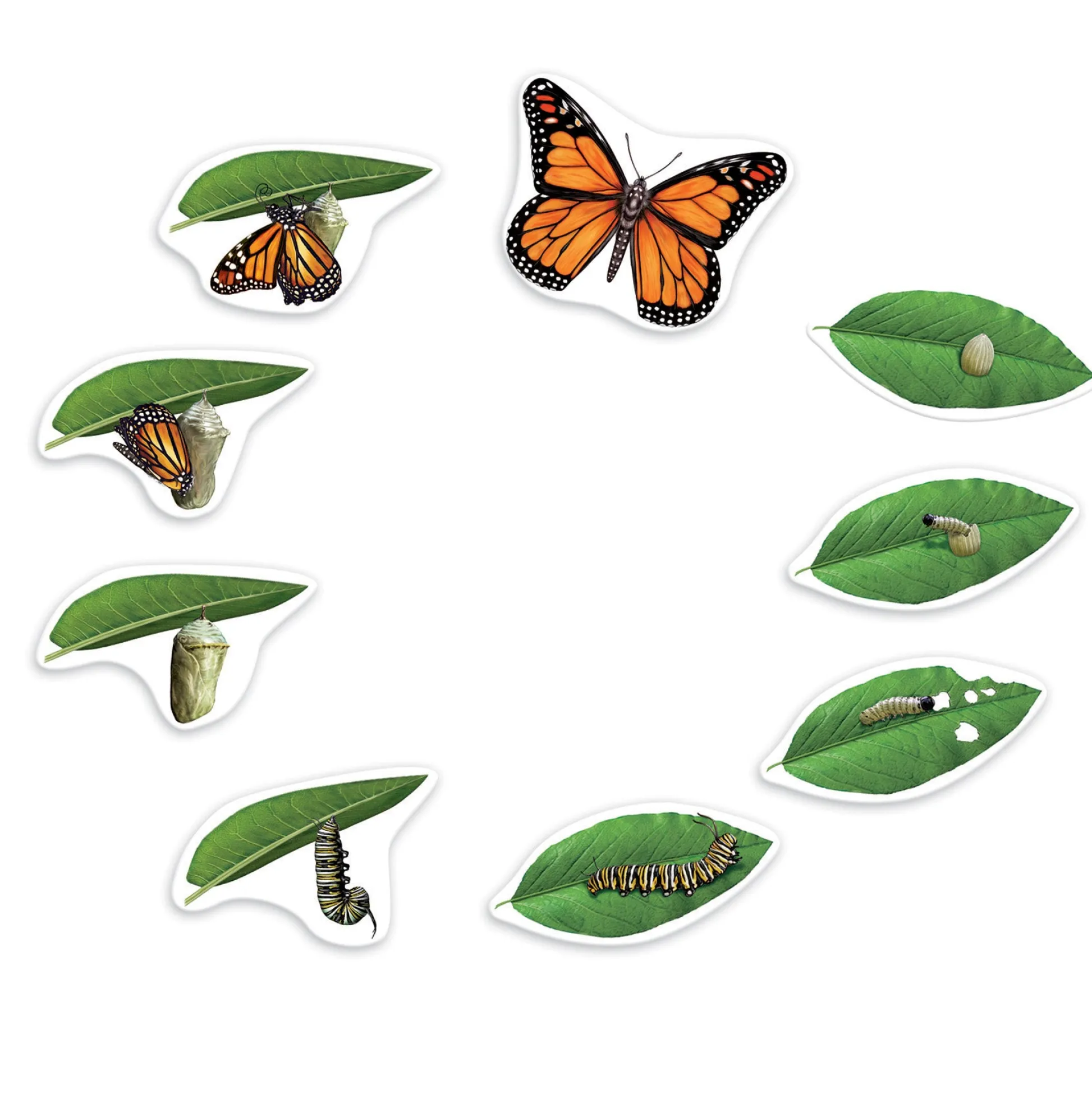 Educators Resource Learning Resources Giant Magnetic Butterfly Life Cycle - Interactive Set of 9* Science & Discovery