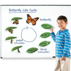 Educators Resource Learning Resources Giant Magnetic Butterfly Life Cycle - Interactive Set of 9* Science & Discovery