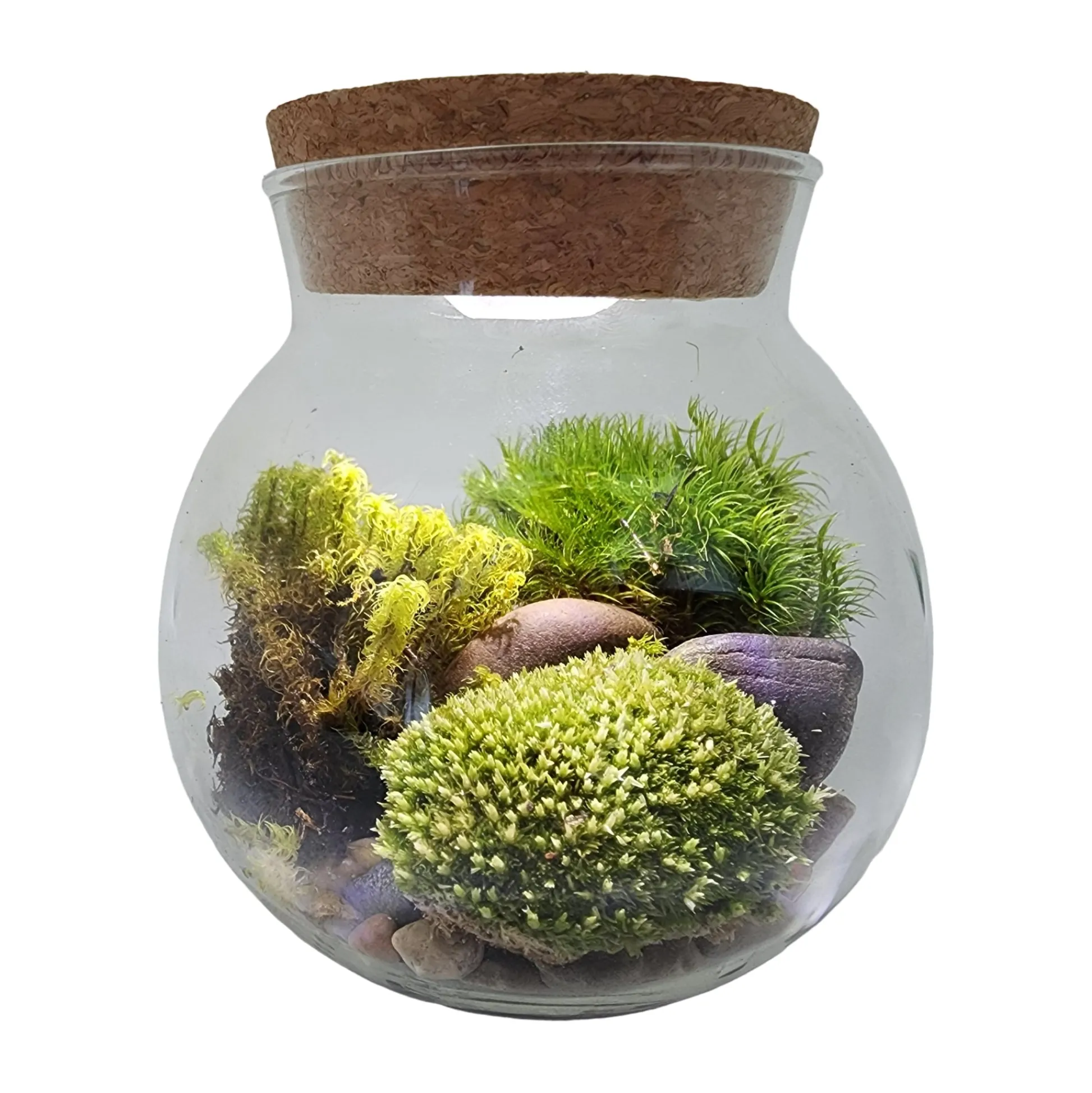 AreYouGame MossBowl - Cultivate Your Personal Green Zen Space* Crafts & Activities