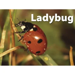 Educators Resource Stages Learning Materials - Memory Matching Game - Insects & Bugs - 3 Pack* Toddler & Preschool Games & Puzzles