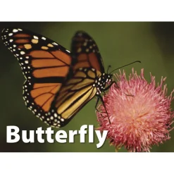 Educators Resource Stages Learning Materials - Memory Matching Game - Insects & Bugs - 3 Pack* Toddler & Preschool Games & Puzzles