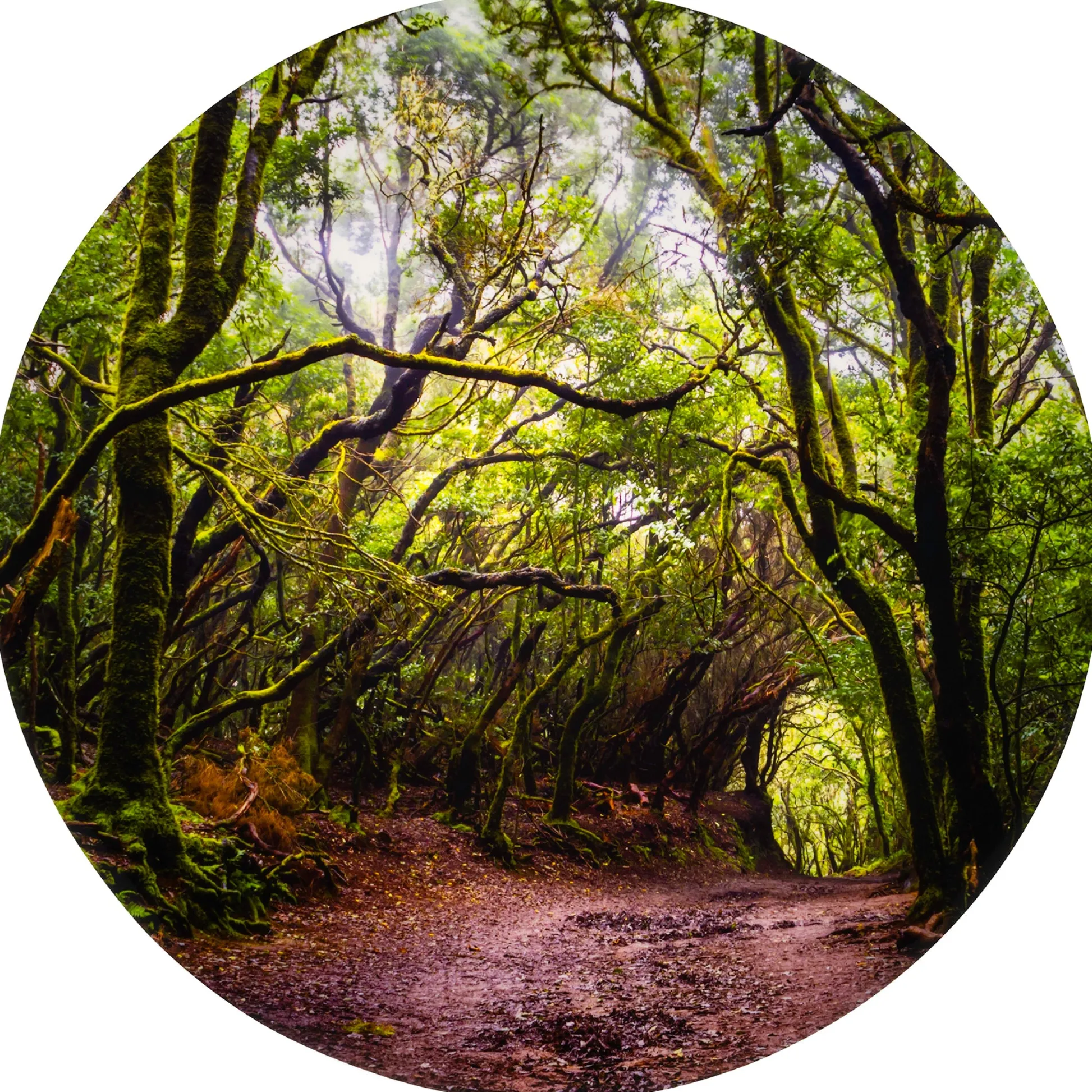 Educators Resource TickiT Forest Discovery Play Mat - Enchanted Woodland Theme* Developmental Toys