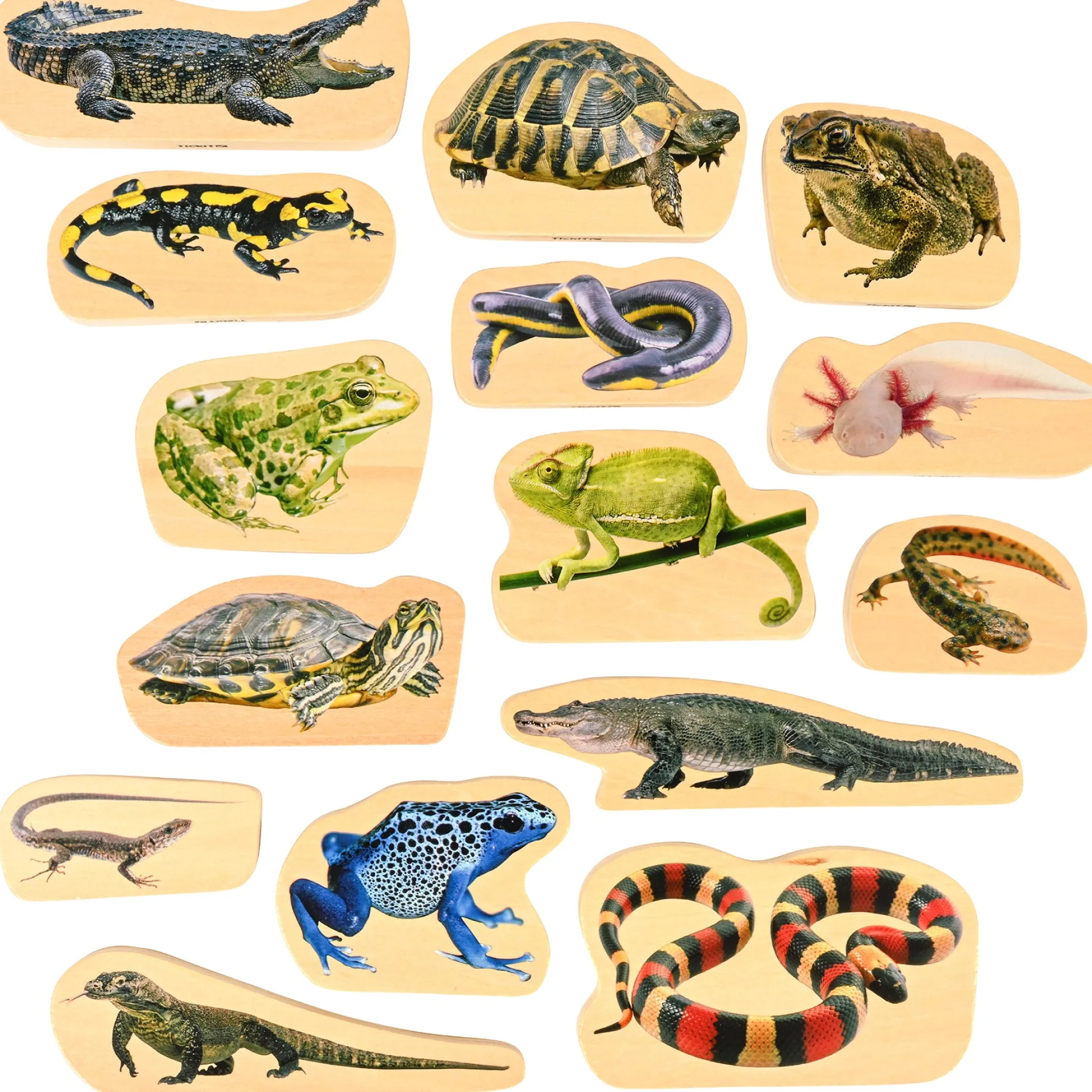 Educators Resource TickiT Wooden Reptile & Amphibian Blocks - 15-Piece Set* Wood & Jumbo Blocks