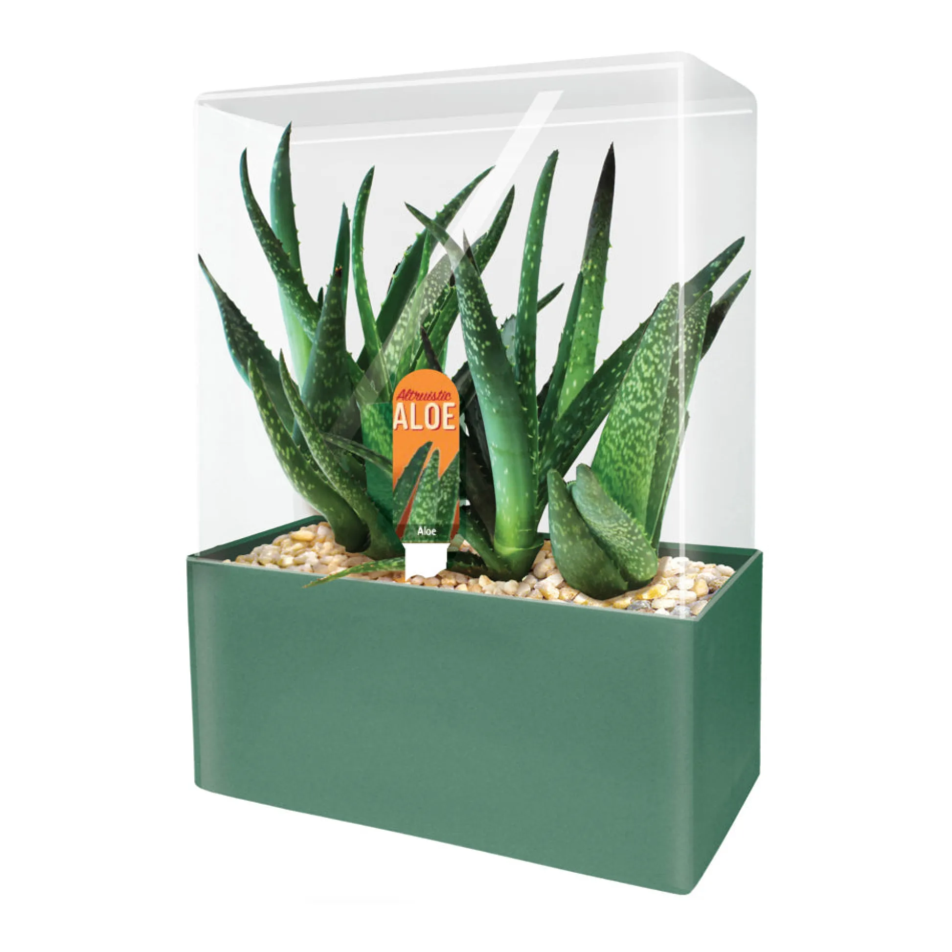 AreYouGame Unique Gardener Altruistic Aloe Seed Square Terrarium Kit* Science & Discovery