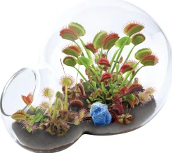 AreYouGame Unique Gardener Double Sphere Carnivorous Plant Terrarium Kit* Science & Discovery