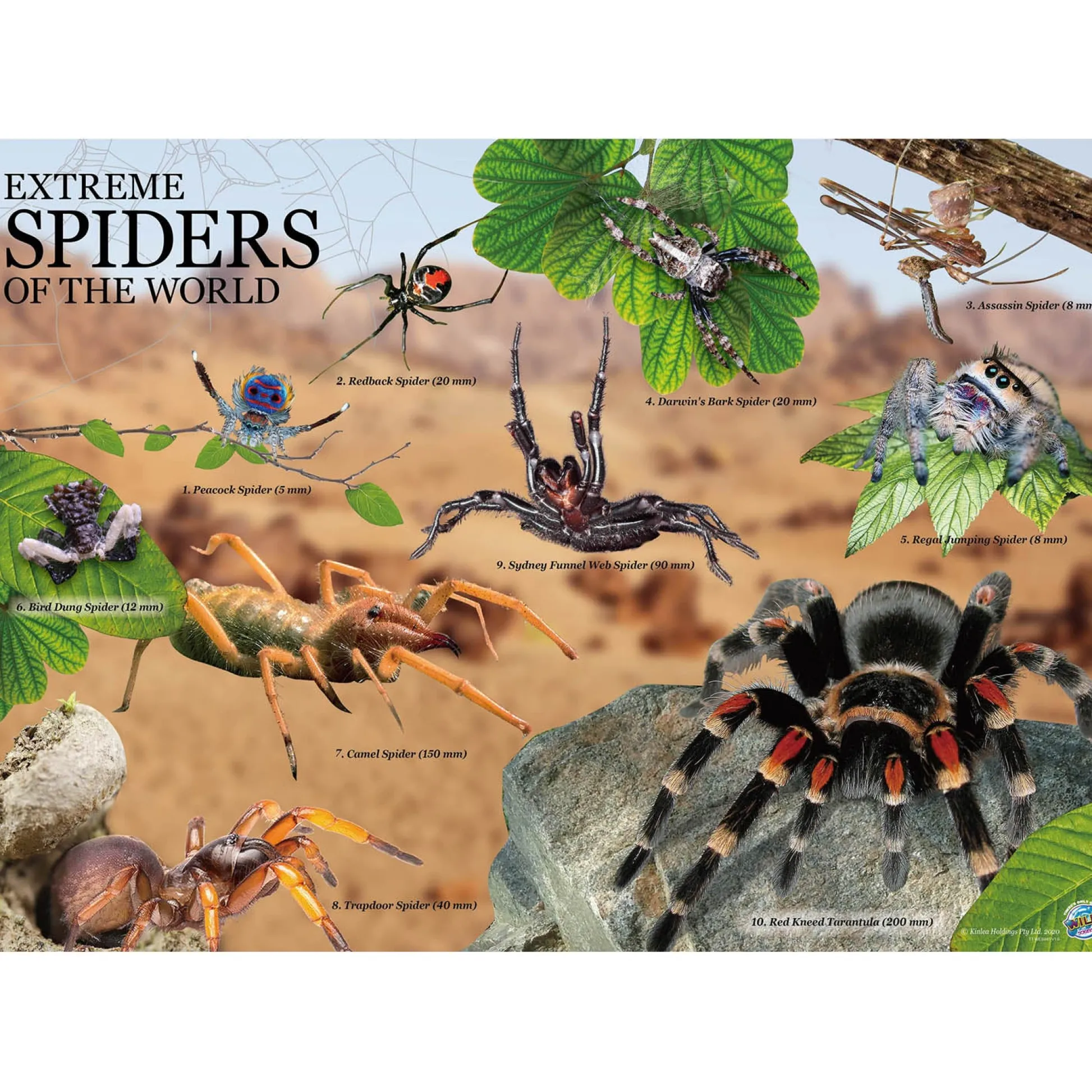 Educators Resource Wild Environmental Science Extreme Spiders Kit - Educational Spider Model Set* Science & Discovery