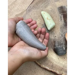 Educators Resource Yellow Door Let's Investigate - Prehistoric Teeth Discovery Set of 8* Science & Discovery