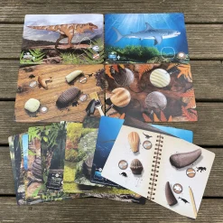 Educators Resource Yellow Door Prehistoric Teeth Activity Cards - Discover Dinosaur Secrets - Set of 16* Science & Discovery